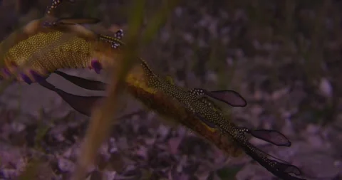 Close Up Of Weedy Sea Dragon With Eggs Stock Footage 331412123