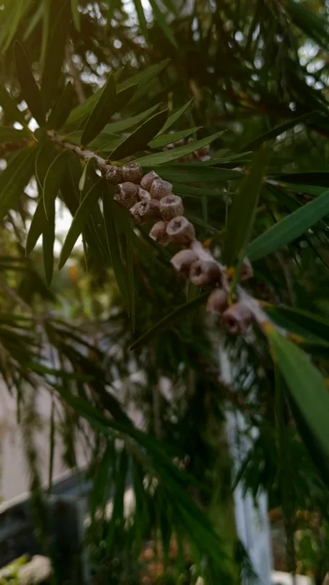 Close Up of Weeping Bottlebrush Seed Capsules (Callistemon viminalis) Stock Footage 339268290