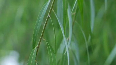 Close-up weeping willow branches. Видео 315558807