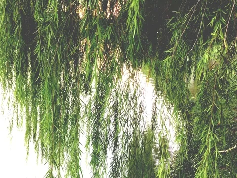 Close up of weeping willow Stock-Footage 69890849
