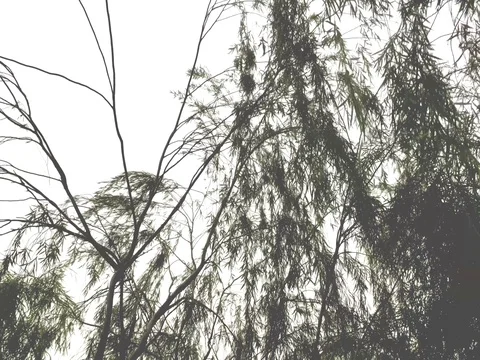 Close up of weeping willow Видео 69890934