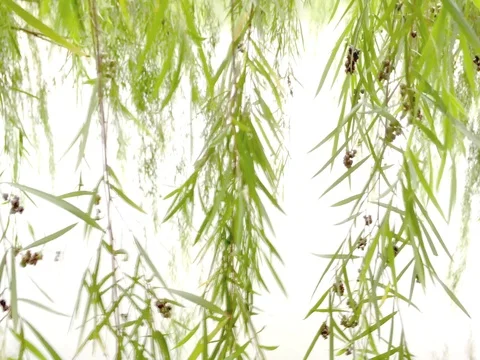 Close up of weeping willow Stock-Footage 69890985