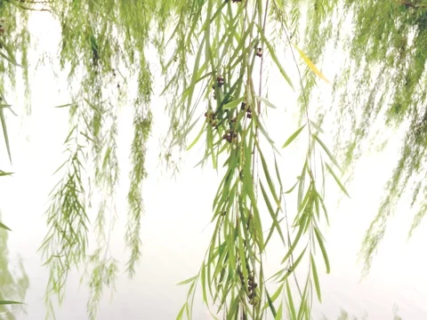 Close up of weeping willow Stock-Footage 69890998
