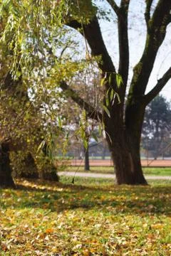 Close-up of Weeping willow tree branch in the park in autumn Stock-Fotos