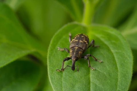 Close-up. Weevil beetle pine. An insect sits on a green leaf of a plant. Stock Photos