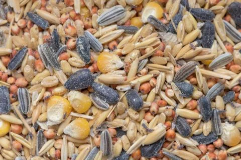 Close up of Weevil Stock Photos