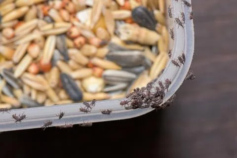 Close up of Weevil In Product Stock Photos