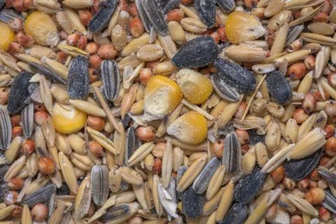 Close up of Weevil In Product Stock Photos