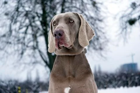 Close Up of a Weimaraner Stock Photos