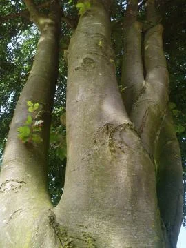 Close up weird shaped tree trunk shell Stock Photos