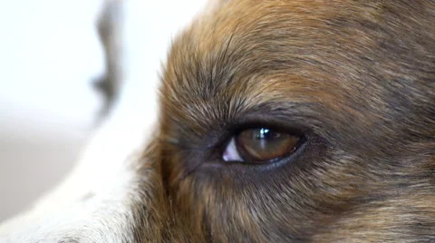 Close-up of a Welsh Corgi Eye Stock Footage 61110411