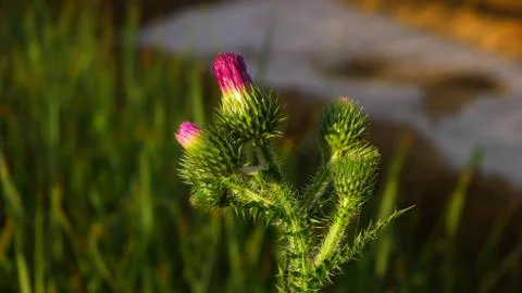 A Close-up of a Welted Thistle Stock Photos