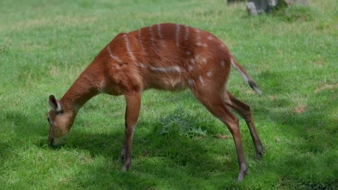 Close-up west African sitatunga or marshbuck licks it's fur on green meadow Stock Footage 253888447