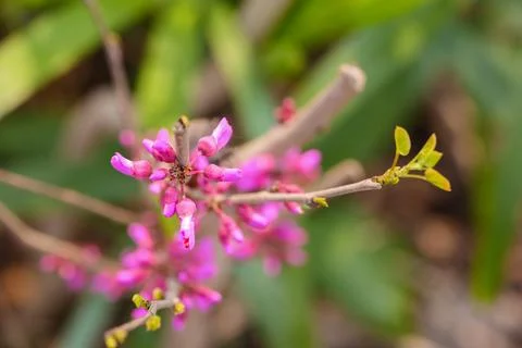 Close up of Western redbud Stock Photos