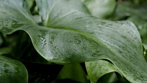 Close up on a wet anthurium green leaf with drops of water after the rain Video stock 120400985