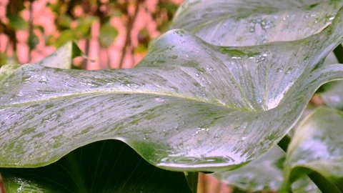 Close up on a wet anthurium green leaf with drops of water after the rain Stock Footage 120401049