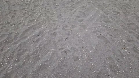 Close-Up of Wet Beach Sand with Shells and Pebbles near Ribe, Denmark Stock Footage 333897437