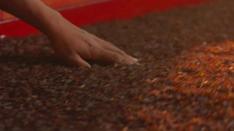 Close-up of wet black tea leaf in warm light Stock Footage 335862965