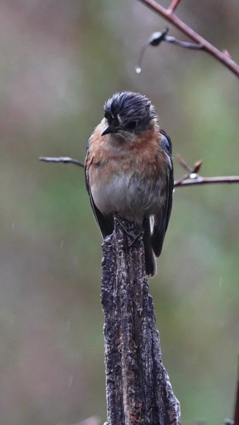 Close-up of a wet bluebird perched on tree branch Vídeos de archivo 334664424