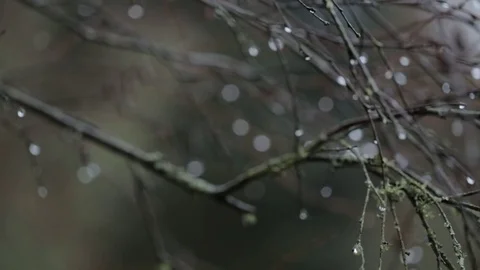 Close up of wet branches swaying Stock Footage 71392013