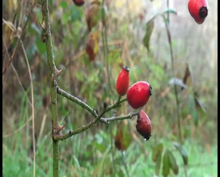Close up of a wet briar Stock Footage