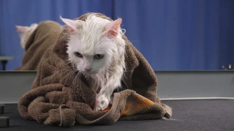 Close-up of a wet cat wrapped in a towel on a table in a grooming salon. Stock Footage 300831986