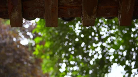 Close Up of Wet Crape Myrtle Blooms and Tiled Roof Stock Footage 346113468