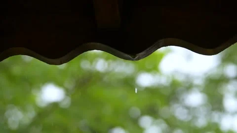 Close Up of Wet Crape Myrtle Blooms and Tiled Roof Stock Footage 346113470