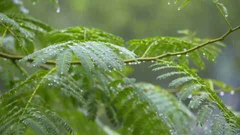 Close Up of Wet Crape Myrtle Blooms and Tiled Roof Stock Footage 346113473