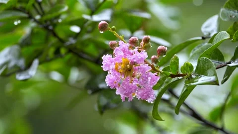 Close Up of Wet Crape Myrtle Blooms and Tiled Roof Stock Footage 346113475