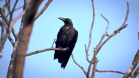 Close-up-wet-crow-on-leafless-tree-drinking-water-india Stock Footage 331229930