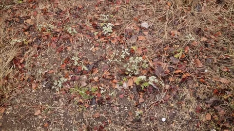 Close-up of wet fallen leaves, with light snow Stock Footage 303929096