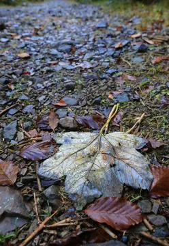 Close-up of a wet fallen maple leaf on a rocky forest path after rain Foto stock
