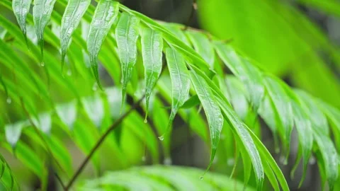Close-Up of Wet Fingered Leaf in Tropical Rain Stock Footage 272911014