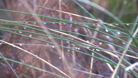 Close up of wet grass after rain (1) Stock Footage 71388496