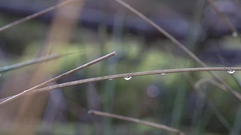 Close up of wet grass after rain (3) Stock-Footage 71388844