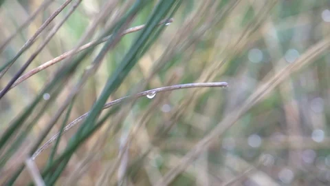 Close up of wet grass after rain (2) Stock-Footage 71390768