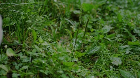 Close-up of wet grass and small plants in a garden after rain... 스톡 동영상 339101837