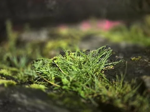 Close Up of Wet Grass on Dark Ground 스톡 사진