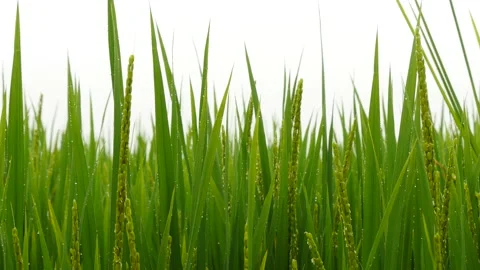Close up of Wet Grass Growing During Rainy Season 库存影片 164009626