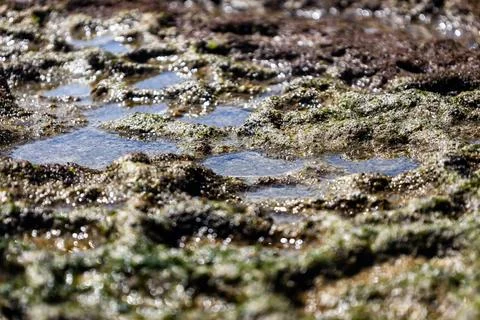 Close-up of wet green algae growing on uneven rock surface at low tide. Stock Photos