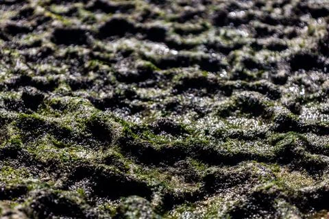 Close-up of wet green algae growing on uneven rock surface at low tide. Stock Photos
