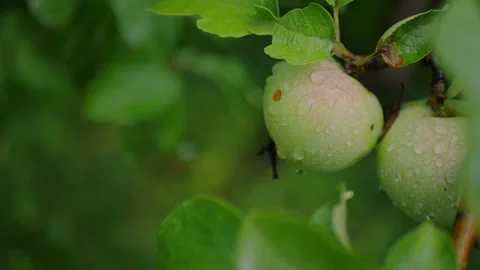 Close-up of wet green apples hanging on a branch in lush foliage... Stock Footage 339101667