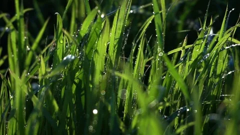 Close-up of wet  green grass Stock Footage 76580316
