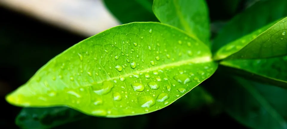 Close-up of Wet Leaf with Dew in Greenery Stock Photos