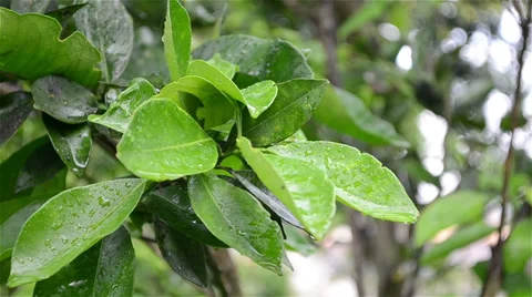 Close on wet leaf - Ibiapaba, Ceará, Brasil 库存影片 35134087