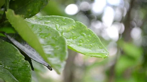 Close on wet leaf - Ibiapaba, Ceará, Brasil 库存影片 35141408