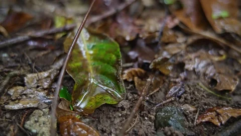 Close up of wet leaf litter on rainforest floor Stock Footage 307877613