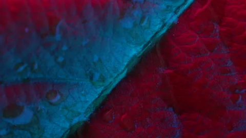 Close up wet leaf rotating ,red and blue light. 4k macro detail Stock Footage 155269997