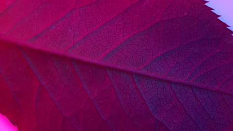 Close up wet leaf rotating ,red and blue light. 4k macro detail Stock Footage 155332237